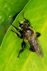 Laphria virginica