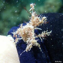 Lambrachaeus ramifer