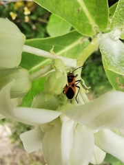 Tropidothorax sinensis