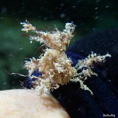 Lambrachaeus ramifer