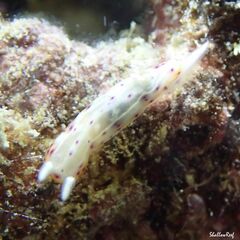 Goniobranchus decorus