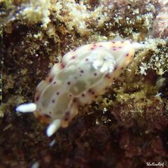 Goniobranchus decorus