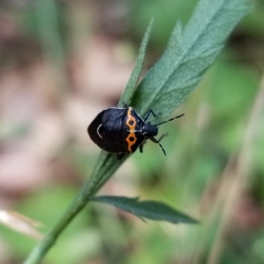 Cosmopepla conspicillaris