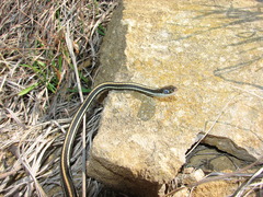 Thamnophis proximus proximus