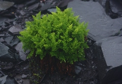 Cryptogramma crispa