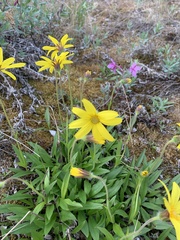 Arnica griscomii