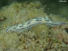 Hypselodoris bertschi
