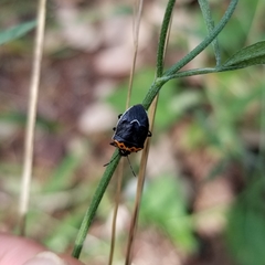 Cosmopepla conspicillaris