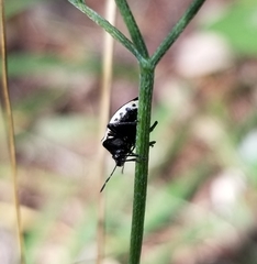 Cosmopepla conspicillaris