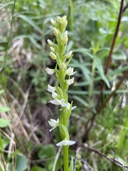 Platanthera dilatata