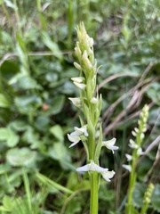 Platanthera dilatata