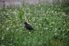 Turdus merula