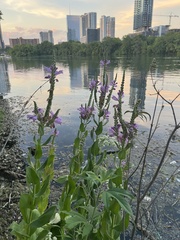 Physostegia correllii