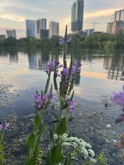 Physostegia correllii