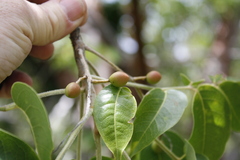 Bursera simaruba