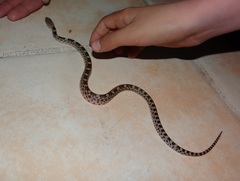 Pituophis deppei deppei