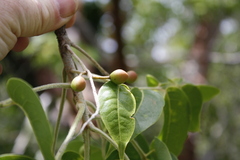 Bursera simaruba