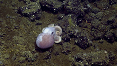 Graneledone boreopacifica