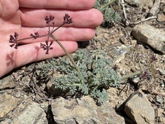 Lomatium cuspidatum