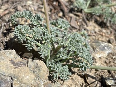 Lomatium cuspidatum