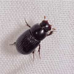 Ammoecius elevatus