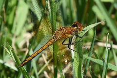 Sympetrum semicinctum