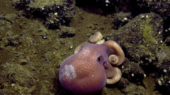 Graneledone boreopacifica
