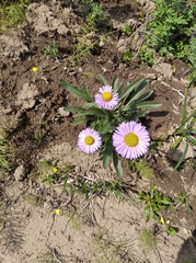 Erigeron thunbergii