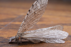 Protochauliodes spenceri