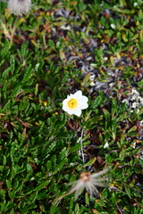 Dryas octopetala