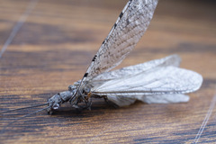 Protochauliodes spenceri