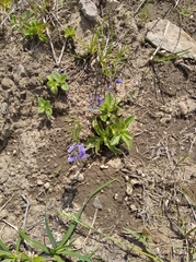 Veronica grandiflora