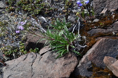 Saussurea denticulata