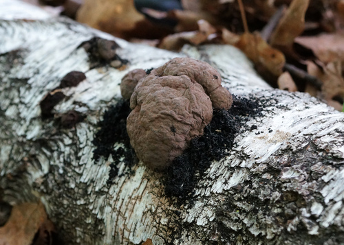 Daldinia petriniae