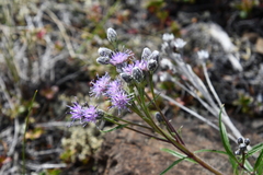 Saussurea denticulata