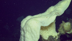Chonelasma