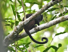 Saguinus fuscicollis