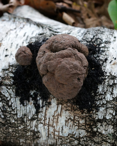 Daldinia petriniae (Photo 2 of 4)