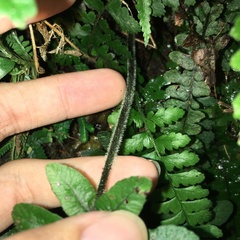 Diplazium pullingeri