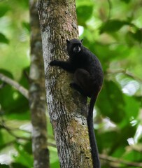 Saguinus fuscicollis