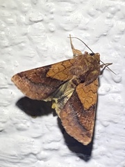Pyrrhia exprimens