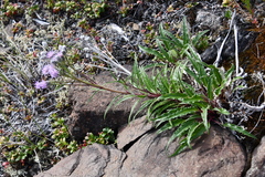Saussurea denticulata