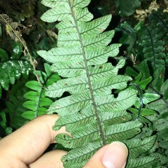 Diplazium pullingeri