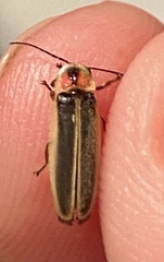Photinus curtatus