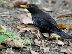 Chinese Blackbird photo 3