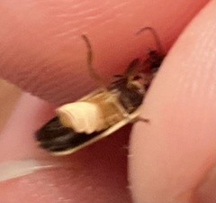 Photinus curtatus
