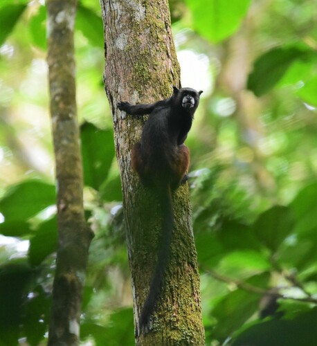 Black-mantled Tamarin