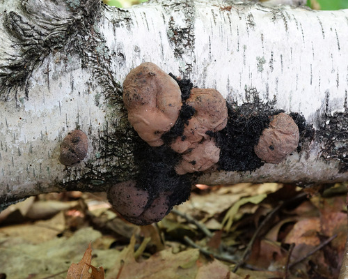 Daldinia petriniae (Photo 3 of 4)