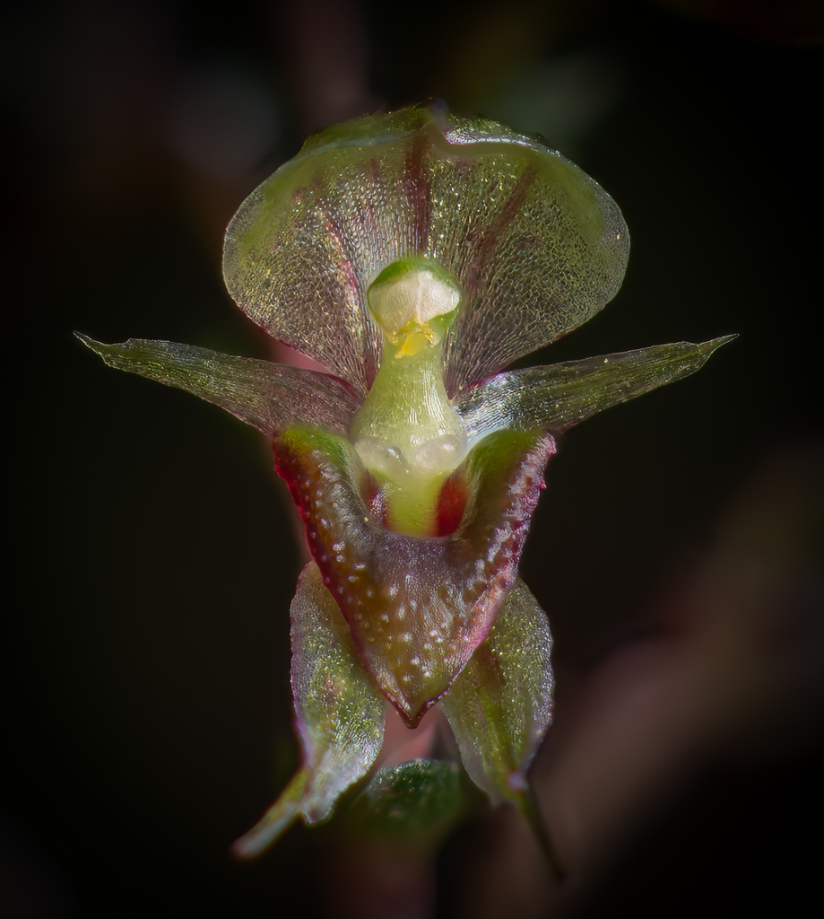 Pixie cap