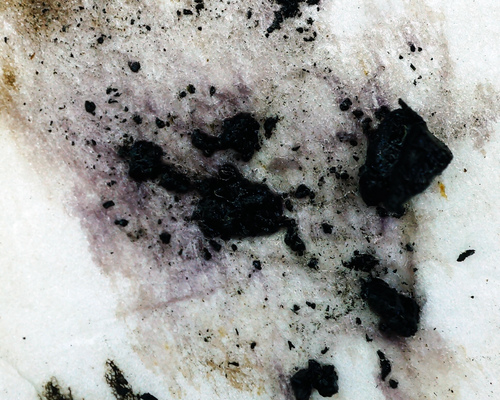 Daldinia petriniae (Photo 4 of 4)